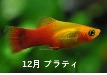 12月のお魚