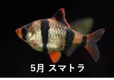 5月のお魚