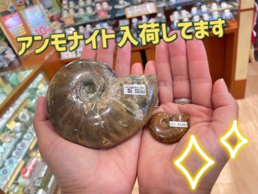 アンモナイト入荷✨✨