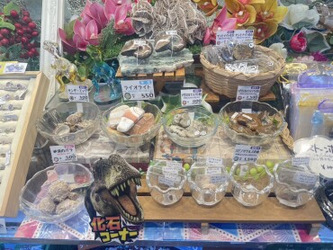 化石コーナー🦖✨✨