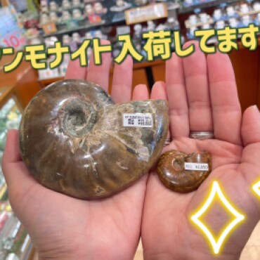 アンモナイト入荷✨✨