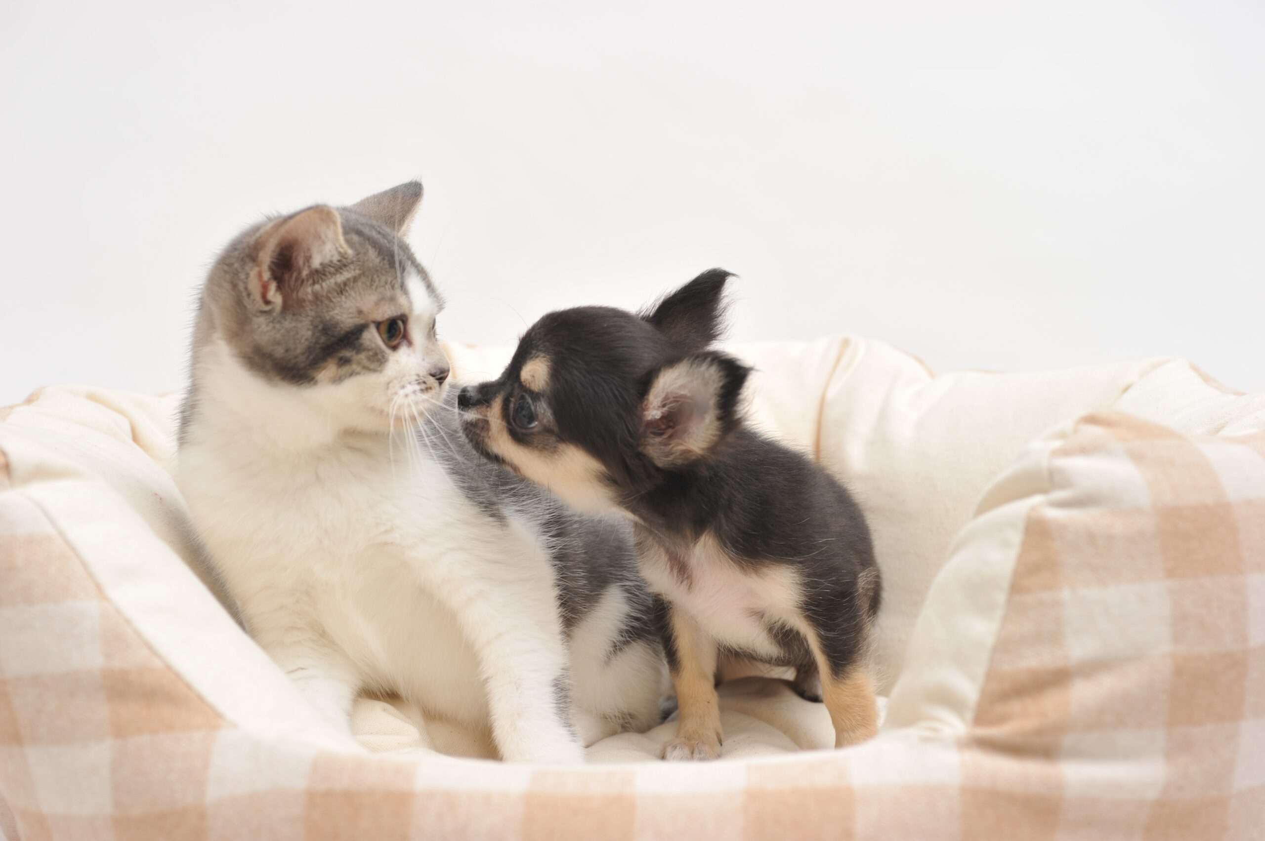 DOG＆CAT JOKER　ユニモちはら台店
